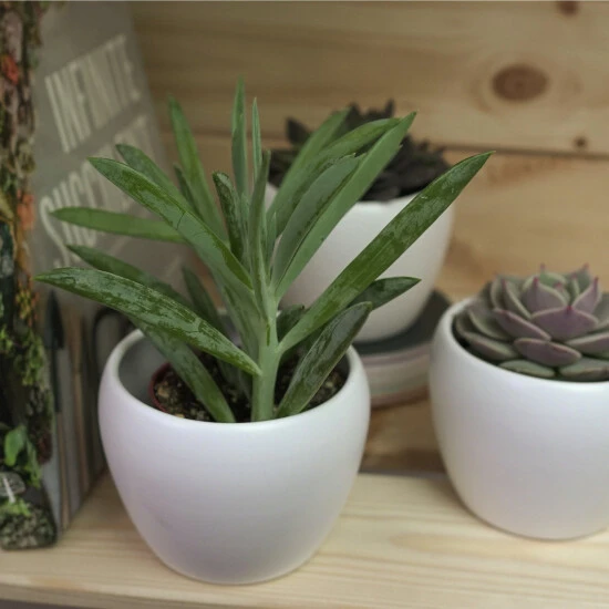 Sukkulente Kreuzkraut, Senecio Ficoides, Grün, Blüten: Rot 4 Sukkulente Kreuzkraut, Senecio Ficoides, Grün, Blüten: Rot – Bild 2