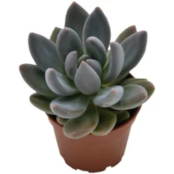 Sukkulente Dickblattgewächs, Pachyphytum Kimnachii, Mehrfarbig, Blüten: Pink