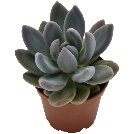 Sukkulente Dickblattgewächs, Pachyphytum Kimnachii, Mehrfarbig, Blüten: Pink 3 Sukkulente Dickblattgewächs, Pachyphytum Kimnachii, Mehrfarbig, Blüten: Pink