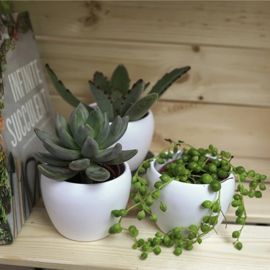 Sukkulente Dickblattgewächs, Pachyphytum Kimnachii, Mehrfarbig, Blüten: Pink 4 Sukkulente Dickblattgewächs, Pachyphytum Kimnachii, Mehrfarbig, Blüten: Pink – Bild 2