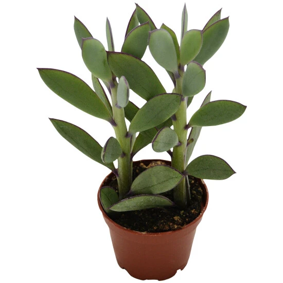 Sukkulente Kreuzkraut, Senecio Crasissimus, Grün, Blüten: Gelb 3 Sukkulente Kreuzkraut, Senecio Crasissimus, Grün, Blüten: Gelb