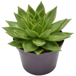 Sukkulente Echeverie, Echeveria Agavoides »Lipstick«, Grün/rot, Blüten: Rosa