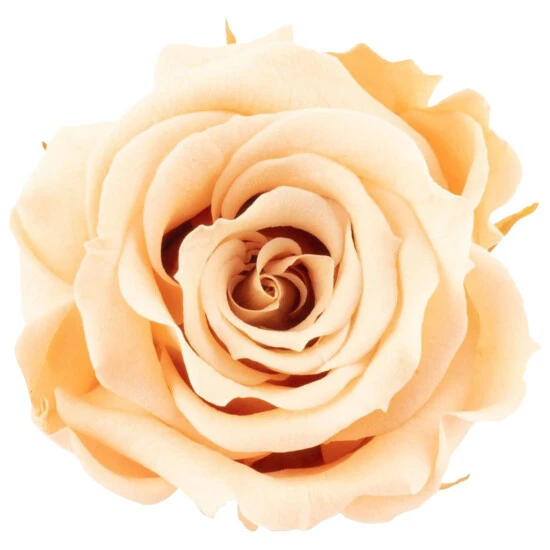 »Infinity-Bloom«, 12er-Pack Konservierte Rosenköpfe, Rosa 4 »Infinity-Bloom«, 12er-Pack Konservierte Rosenköpfe, Rosa – Bild 2