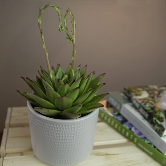 Sukkulente Echeverie, Echeveria Agavoides »Lipstick«, Grün/rot, Blüten: Rosa 4 Sukkulente Echeverie, Echeveria Agavoides »Lipstick«, Grün/rot, Blüten: Rosa – Bild 2