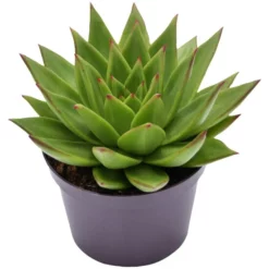 Sukkulente Echeverie, Echeveria Agavoides »Lipstick«, Grün/rot, Blüten: Rosa