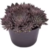 Sukkulente Echeverie, Echeveria Rusbyi, Violett, Blüten: Rot/weiß -Wohnen Wohndeko Verkäufe unnamed file 6635