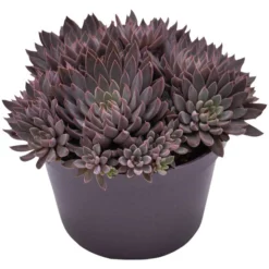 Sukkulente Echeverie, Echeveria Rusbyi, Violett, Blüten: Rot/weiß