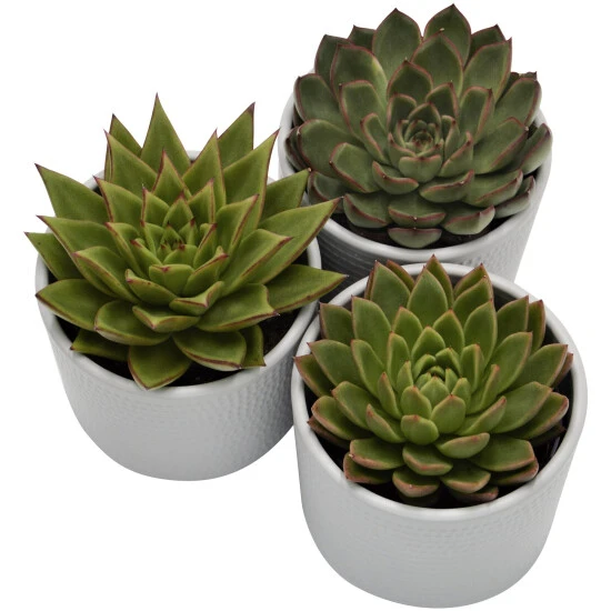 Sukkulente, Grün 3 Sukkulente, Grün