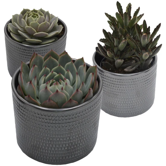 Sukkulente, Grün 3 Sukkulente, Grün