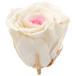 »Infinity-Bloom«, 6er-Pack Konservierte Rosenköpfe, Rosa