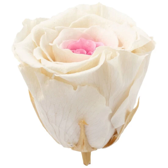 »Infinity-Bloom«, 6er-Pack Konservierte Rosenköpfe, Rosa 3 »Infinity-Bloom«, 6er-Pack Konservierte Rosenköpfe, Rosa