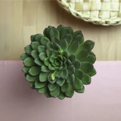 Sukkulente Echeverie, Echeveria Pulidonis, Grün, Blüten: Grün/rot -Wohnen Wohndeko Verkäufe unnamed file 6641