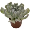 Sukkulente Echeverie, Echeveria Runyonii »Topsy Turvy«, Grün, Blüten: Hellrosa