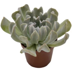 Sukkulente Echeverie, Echeveria Runyonii »Topsy Turvy«, Grün, Blüten: Hellrosa