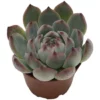 Sukkulente Echeverie, Echeveria Chihuahuaensis, Grün, Blüten: Pink -Wohnen Wohndeko Verkäufe unnamed file 6644