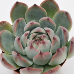 Sukkulente Echeverie, Echeveria Chihuahuaensis, Grün, Blüten: Pink -Wohnen Wohndeko Verkäufe unnamed file 6645