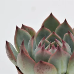 Sukkulente Echeverie, Echeveria Chihuahuaensis, Grün, Blüten: Pink -Wohnen Wohndeko Verkäufe unnamed file 6646