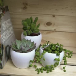 Sukkulente Echeverie, Echeveria Chihuahuaensis, Grün, Blüten: Pink -Wohnen Wohndeko Verkäufe unnamed file 6647