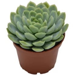 Sukkulente Echeverie, Echeveria Elegans, Silbergrün, Blüten: Rosa