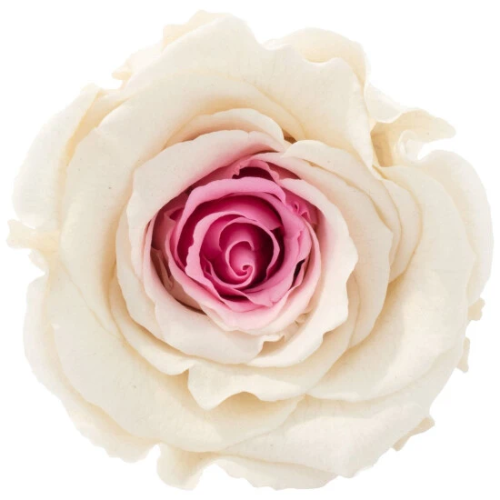 »Infinity-Bloom«, 6er-Pack Konservierte Rosenköpfe, Rosa 4 »Infinity-Bloom«, 6er-Pack Konservierte Rosenköpfe, Rosa – Bild 2