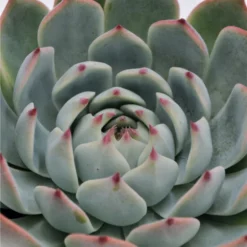 Sukkulente Echeverie, Echeveria Chihuahuaensis, Grün, Blüten: Pink -Wohnen Wohndeko Verkäufe unnamed file 6651