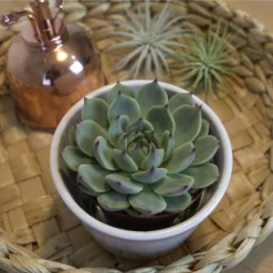 Sukkulente Echeverie, Echeveria Chihuahuaensis, Grün, Blüten: Pink -Wohnen Wohndeko Verkäufe unnamed file 6652