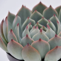 Sukkulente Echeverie, Echeveria Chihuahuaensis, Grün, Blüten: Pink -Wohnen Wohndeko Verkäufe unnamed file 6653
