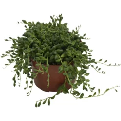 Sukkulente Erbsen Am Band, Senecio Rowleyanus, Grün, Blüten: Gelb