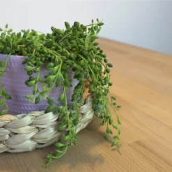 Sukkulente Erbsen Am Band, Senecio Rowleyanus, Grün, Blüten: Gelb -Wohnen Wohndeko Verkäufe unnamed file 6656