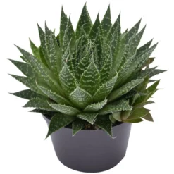 Sukkulente Bebänderte Aloe, Aloe Aristata, Grün, Blüten: Orange