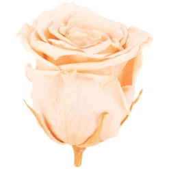 »Infinity-Bloom«, 6er-Pack Konservierte Rosenköpfe, Rosa