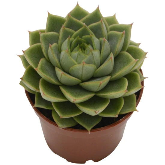 Sukkulente Echeverie, Echeveria Cv. »Fabiola«, Grün, Blüten: Rot 3 Sukkulente Echeverie, Echeveria Cv. »Fabiola«, Grün, Blüten: Rot