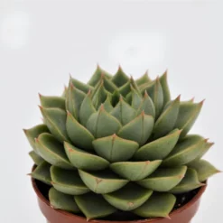 Sukkulente Echeverie, Echeveria Cv. »Fabiola«, Grün, Blüten: Rot 8 Sukkulente Echeverie, Echeveria Cv. »Fabiola«, Grün, Blüten: Rot -Wohnen Wohndeko Verkäufe unnamed file 6663