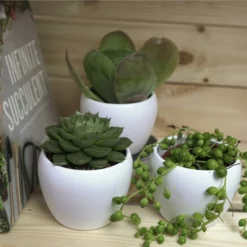 Sukkulente Echeverie, Echeveria Cv. »Fabiola«, Grün, Blüten: Rot 9 Sukkulente Echeverie, Echeveria Cv. »Fabiola«, Grün, Blüten: Rot -Wohnen Wohndeko Verkäufe unnamed file 6664