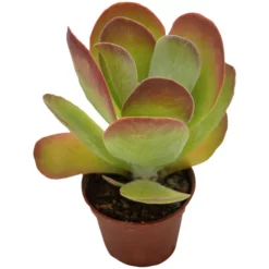 Sukkulente Wüstenkohl, Kalanchoe Thyrsiflora, Grün, Blüten: Gelb