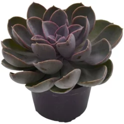 Sukkulente Echeverie, Echeveria Cv. »Perle Von Nürneberg«, Grün, Blüten: Rot