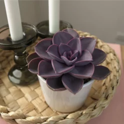 Sukkulente Echeverie, Echeveria Cv. »Perle Von Nürneberg«, Grün, Blüten: Rot -Wohnen Wohndeko Verkäufe unnamed file 6671