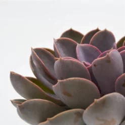 Sukkulente Echeverie, Echeveria Cv. »Perle Von Nürneberg«, Grün, Blüten: Rot -Wohnen Wohndeko Verkäufe unnamed file 6672