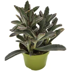 Sukkulente Pandapflanze, Kalanchoe Tomentosa »Nigra«, Grün, Blüten: Grün/rot