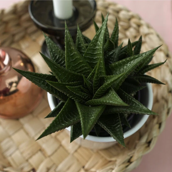 Sukkulente Haworthie, Haworthia Limifolia, Grün, Blüten: Weiß 4 Sukkulente Haworthie, Haworthia Limifolia, Grün, Blüten: Weiß – Bild 2