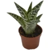 Sukkulente Tigeraloe, Aloe Variegata, Grün, Blüten: Hellrosa