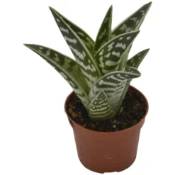 Sukkulente Tigeraloe, Aloe Variegata, Grün, Blüten: Hellrosa