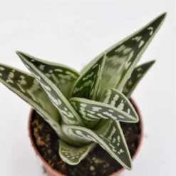 Sukkulente Tigeraloe, Aloe Variegata, Grün, Blüten: Hellrosa -Wohnen Wohndeko Verkäufe unnamed file 6679