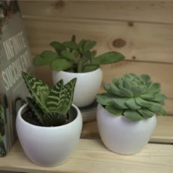 Sukkulente Tigeraloe, Aloe Variegata, Grün, Blüten: Hellrosa -Wohnen Wohndeko Verkäufe unnamed file 6680