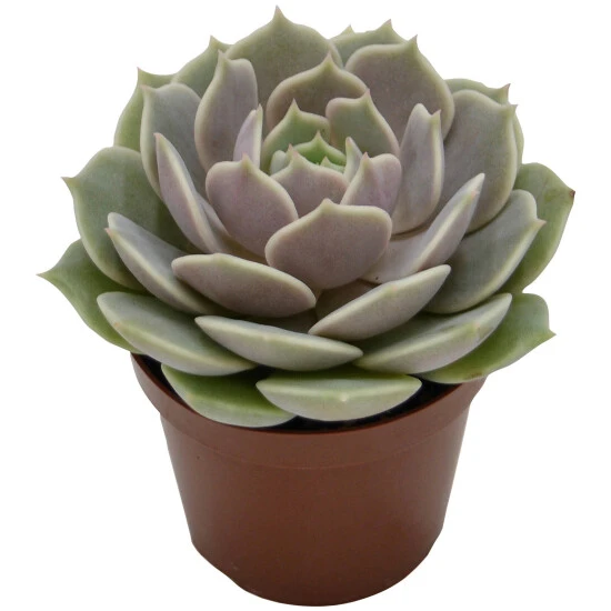 Sukkulente Echeverie, Echeveria Cv. »Lola«, Grün, Blüten: Rot/gelb 3 Sukkulente Echeverie, Echeveria Cv. »Lola«, Grün, Blüten: Rot/gelb