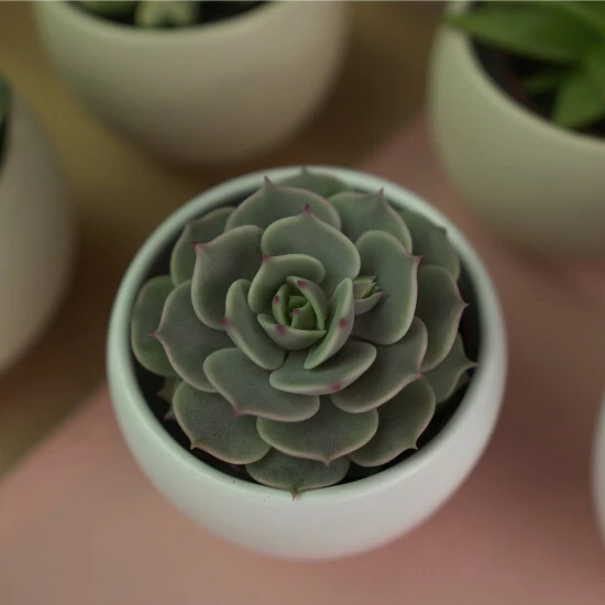 Sukkulente Echeverie, Echeveria Cv. »Lola«, Grün, Blüten: Rot/gelb 4 Sukkulente Echeverie, Echeveria Cv. »Lola«, Grün, Blüten: Rot/gelb – Bild 2