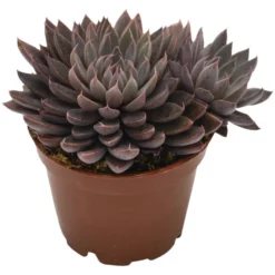Sukkulente Echeverie, Echeveria Rusbyi, Violett, Blüten: Rot/weiß