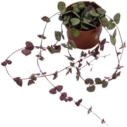 Sukkulente Leuchterblume, Ceropegia Woodii, Silbergrün, Blüten: Cremeweiß