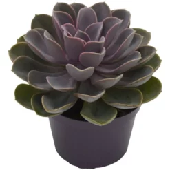 Sukkulente Echeverie, Echeveria Cv. »Perle Von Nürnberg«, Grün, Blüten: Rot