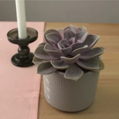 Sukkulente Echeverie, Echeveria Cv. »Perle Von Nürnberg«, Grün, Blüten: Rot -Wohnen Wohndeko Verkäufe unnamed file 6690